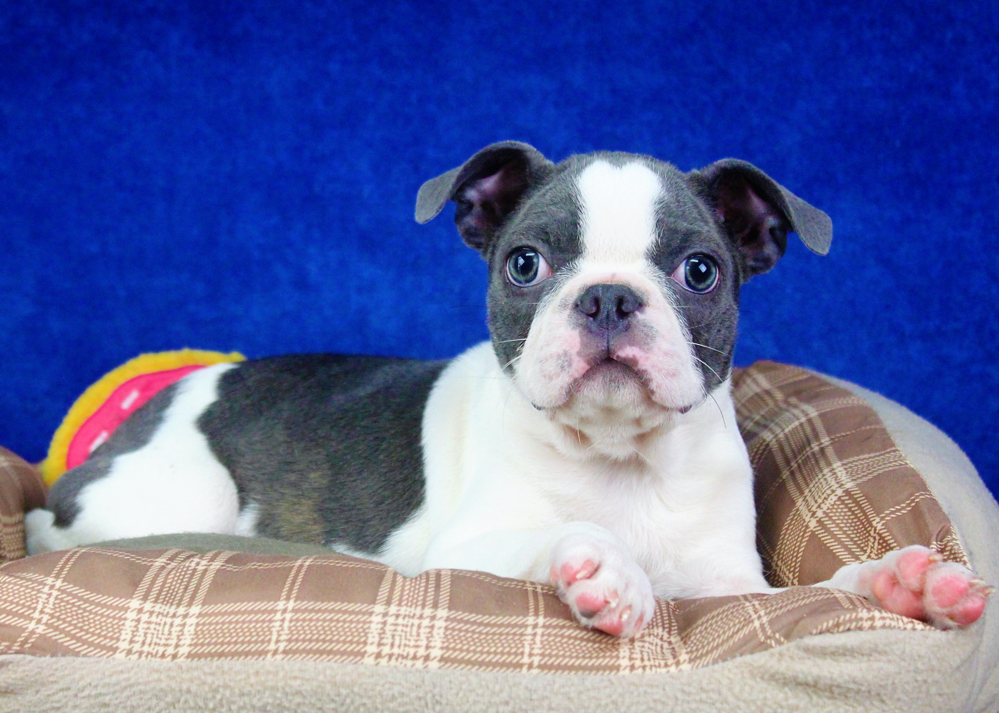 Boston Terrier Puppies For Sale - Long Island Puppies