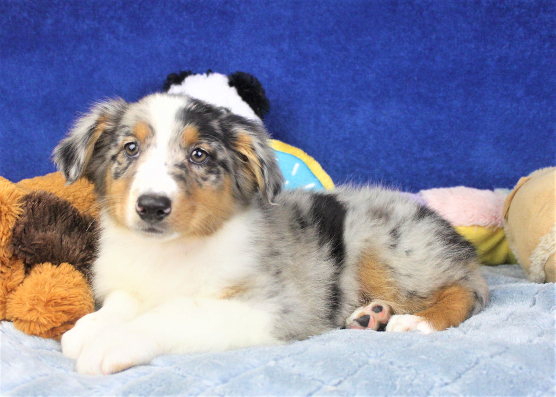 Australian Shepherd Puppies For Sale - Long Island Puppies