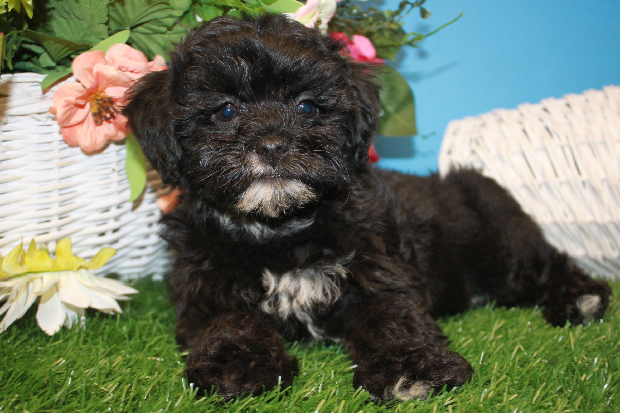 Lhasa-Poo Puppies For Sale - Long Island Puppies