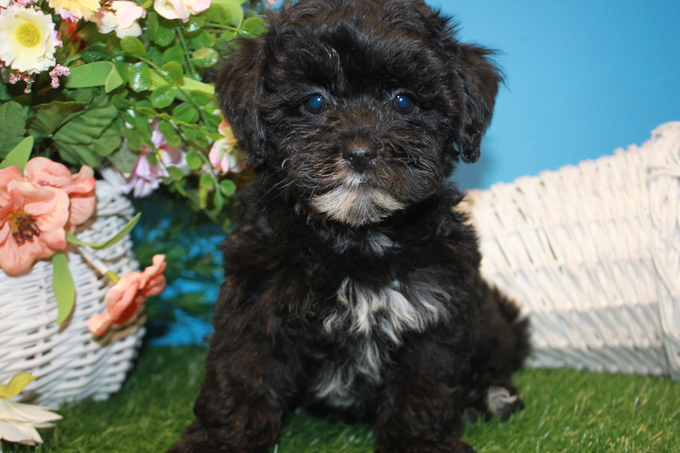 Lhasa-Poo Puppies For Sale - Long Island Puppies