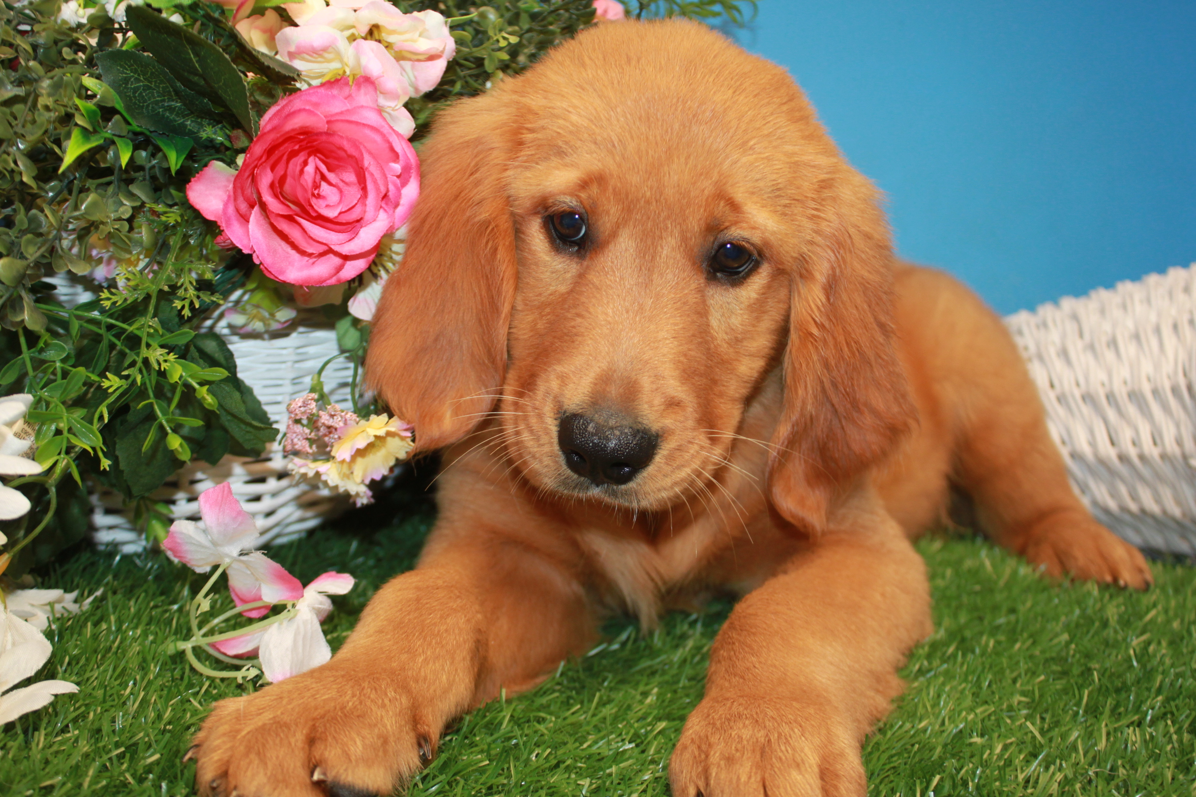 Golden Retriever Puppies For Sale - Long Island Puppies