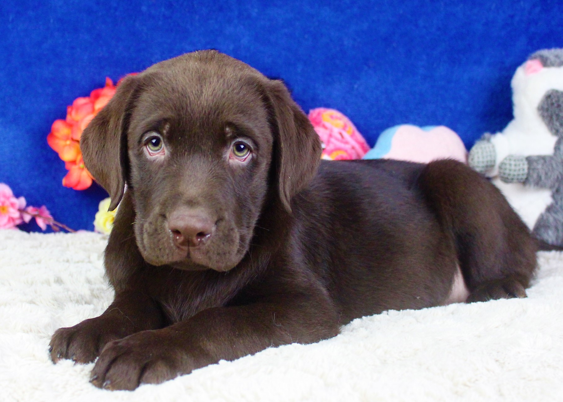 Labrador Retriever Puppies For Sale Long Island Puppies