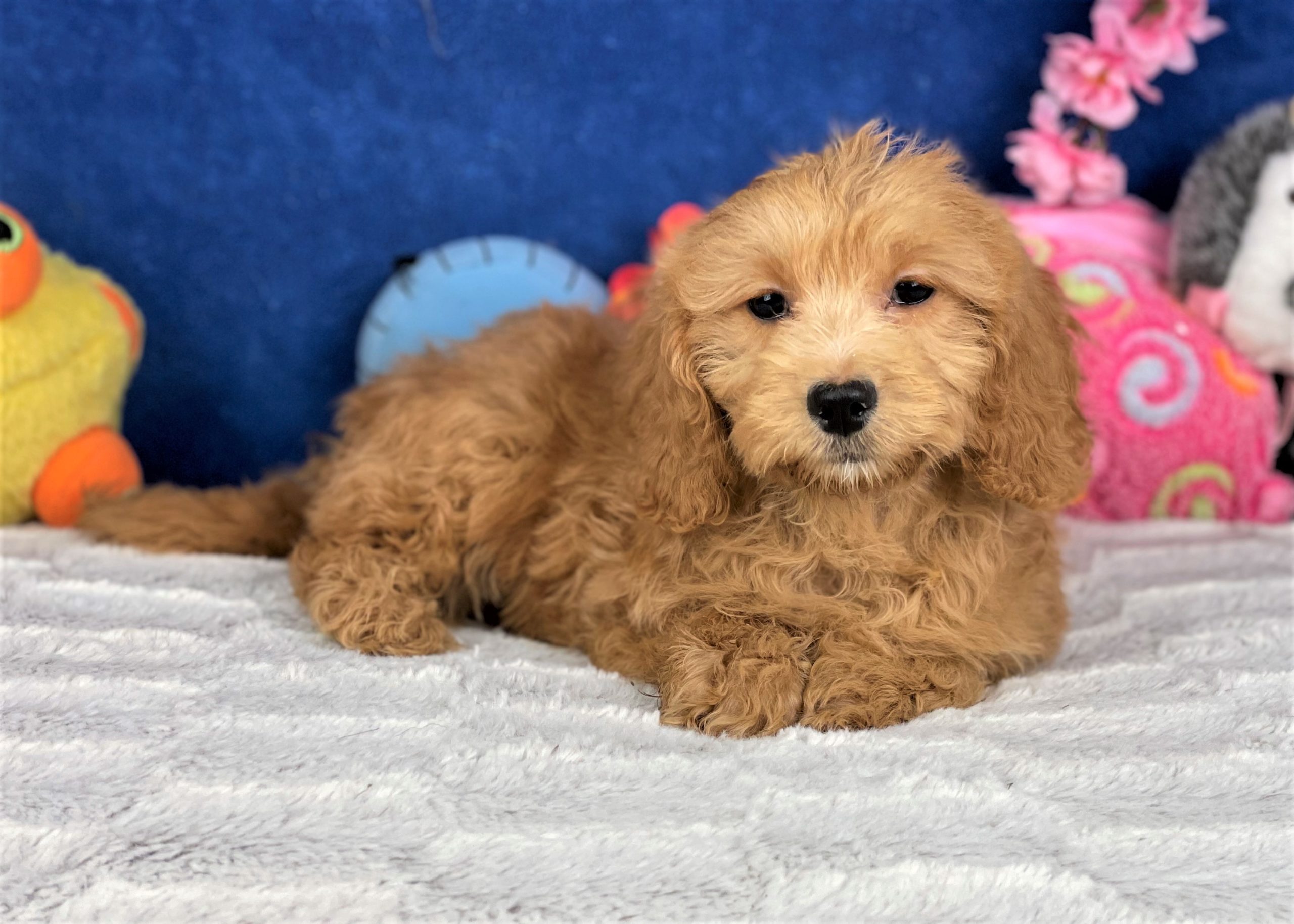 Goldendoodle-Mini Puppies For Sale - Long Island Puppies