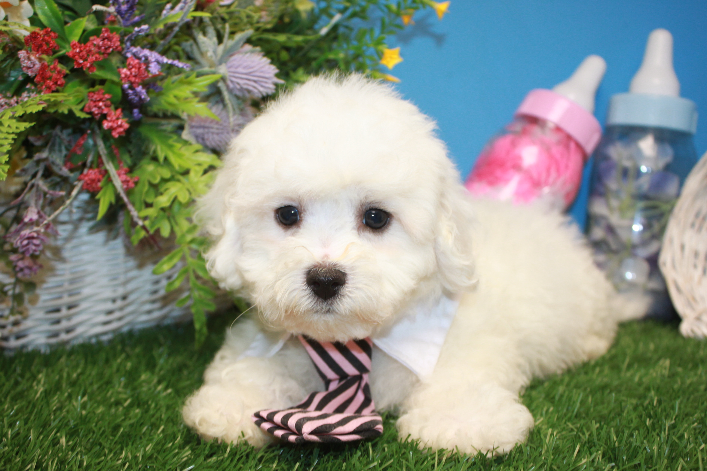 Lynbrook - Available Puppies - Long Island Puppies