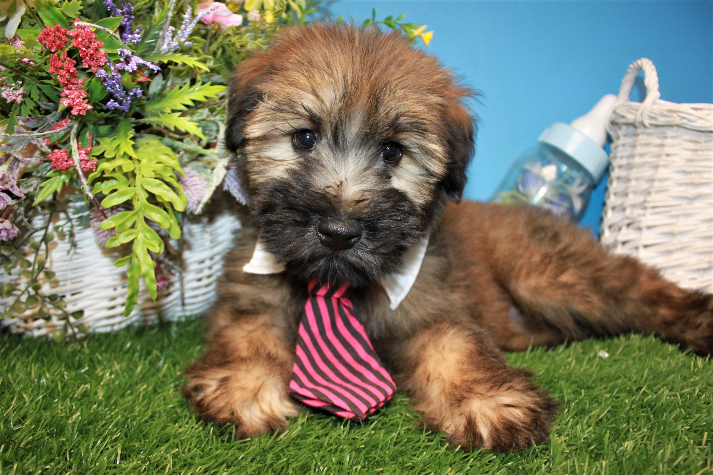 how many puppies can soft coated wheaten terrier give birth to