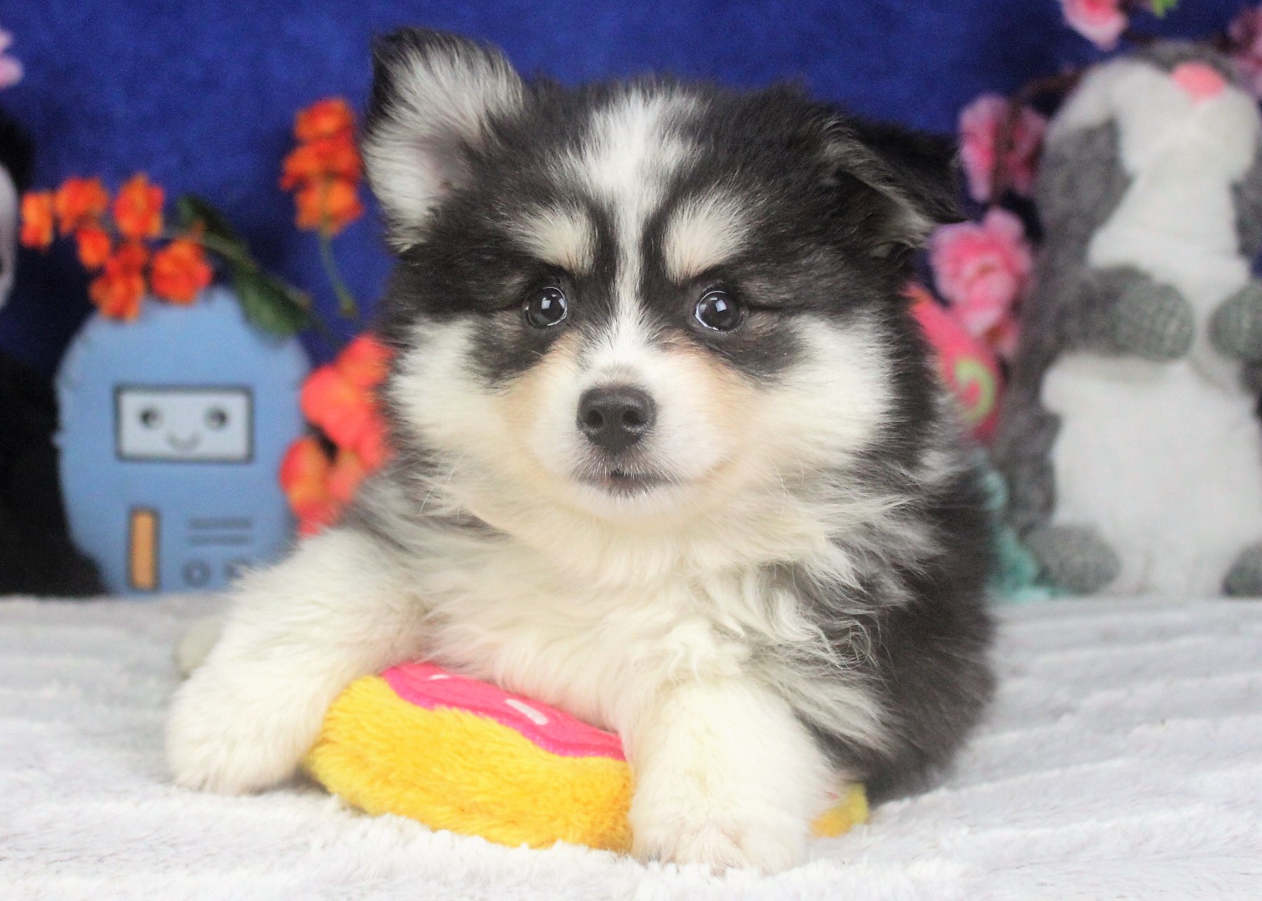 are pomsky hypoallergenic