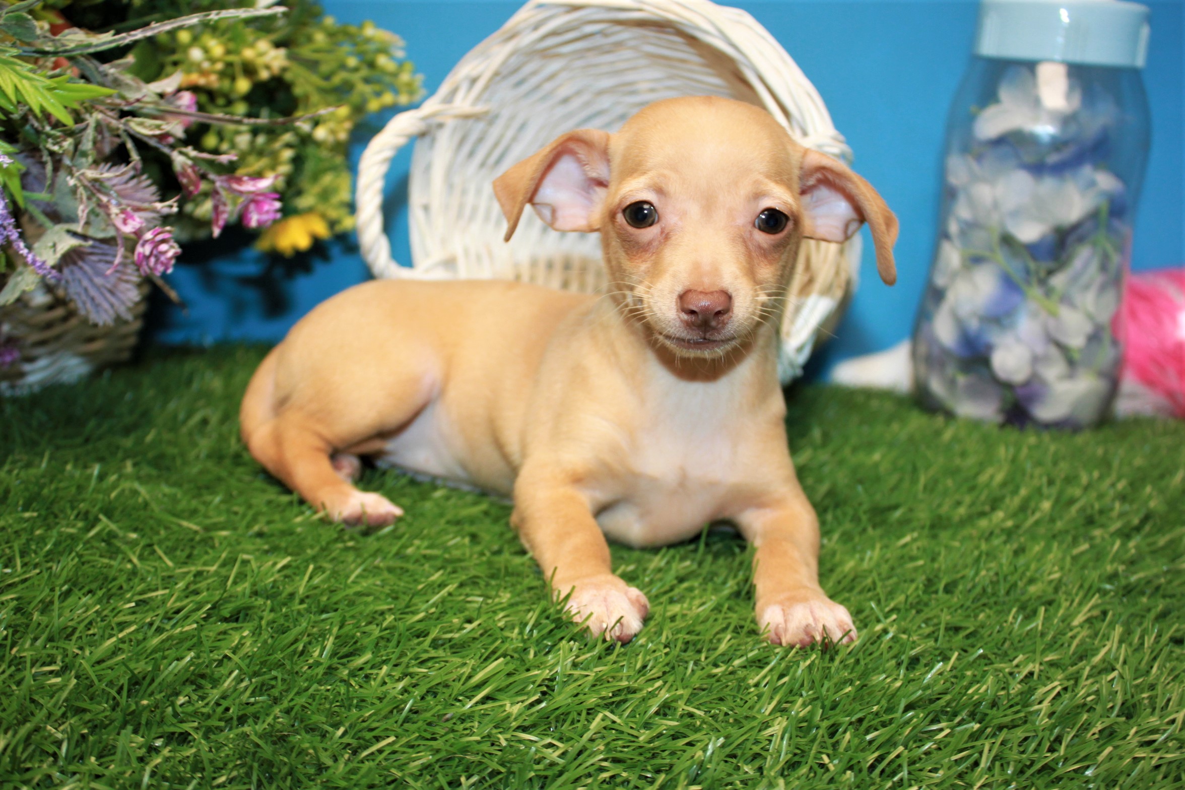 chihuahua-puppies-for-sale-long-island-puppies