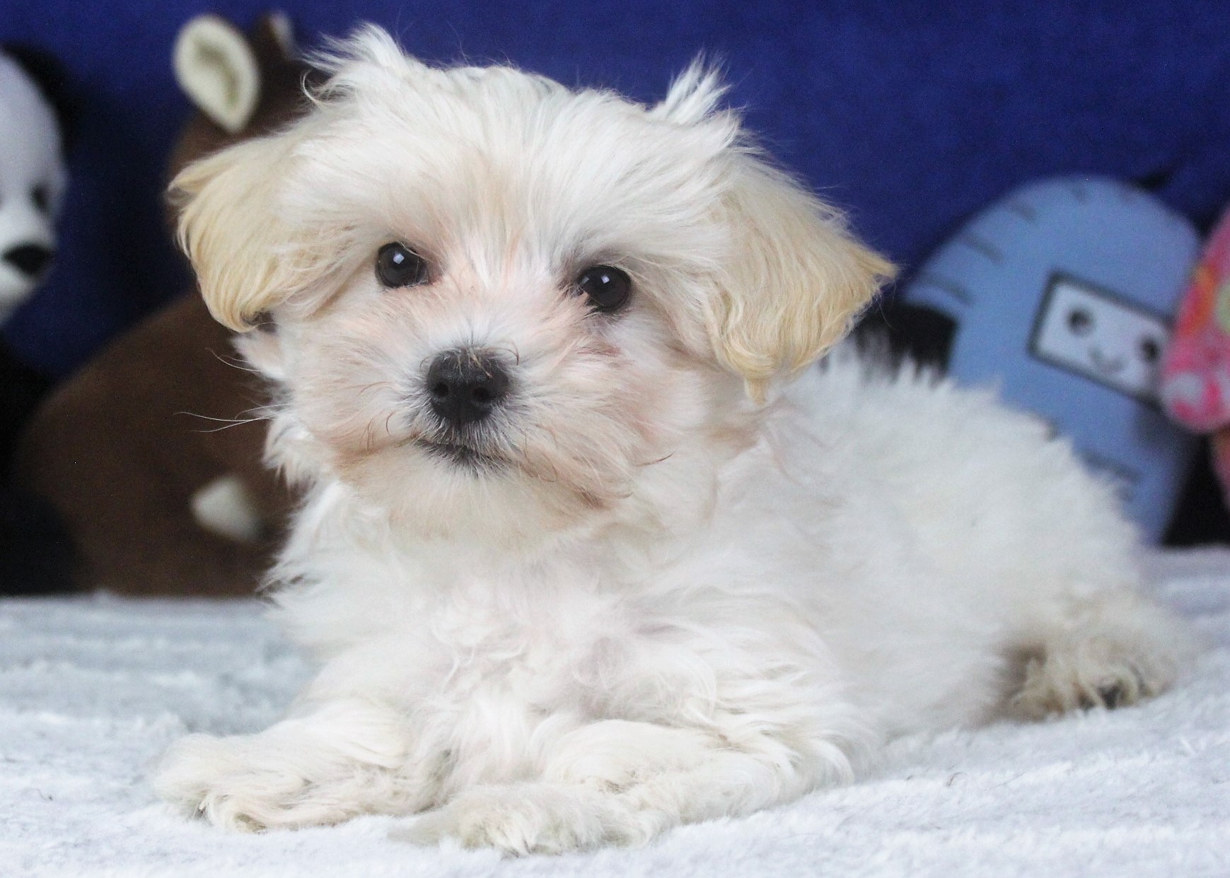 Malti Poo Puppies For Sale - Long Island Puppies