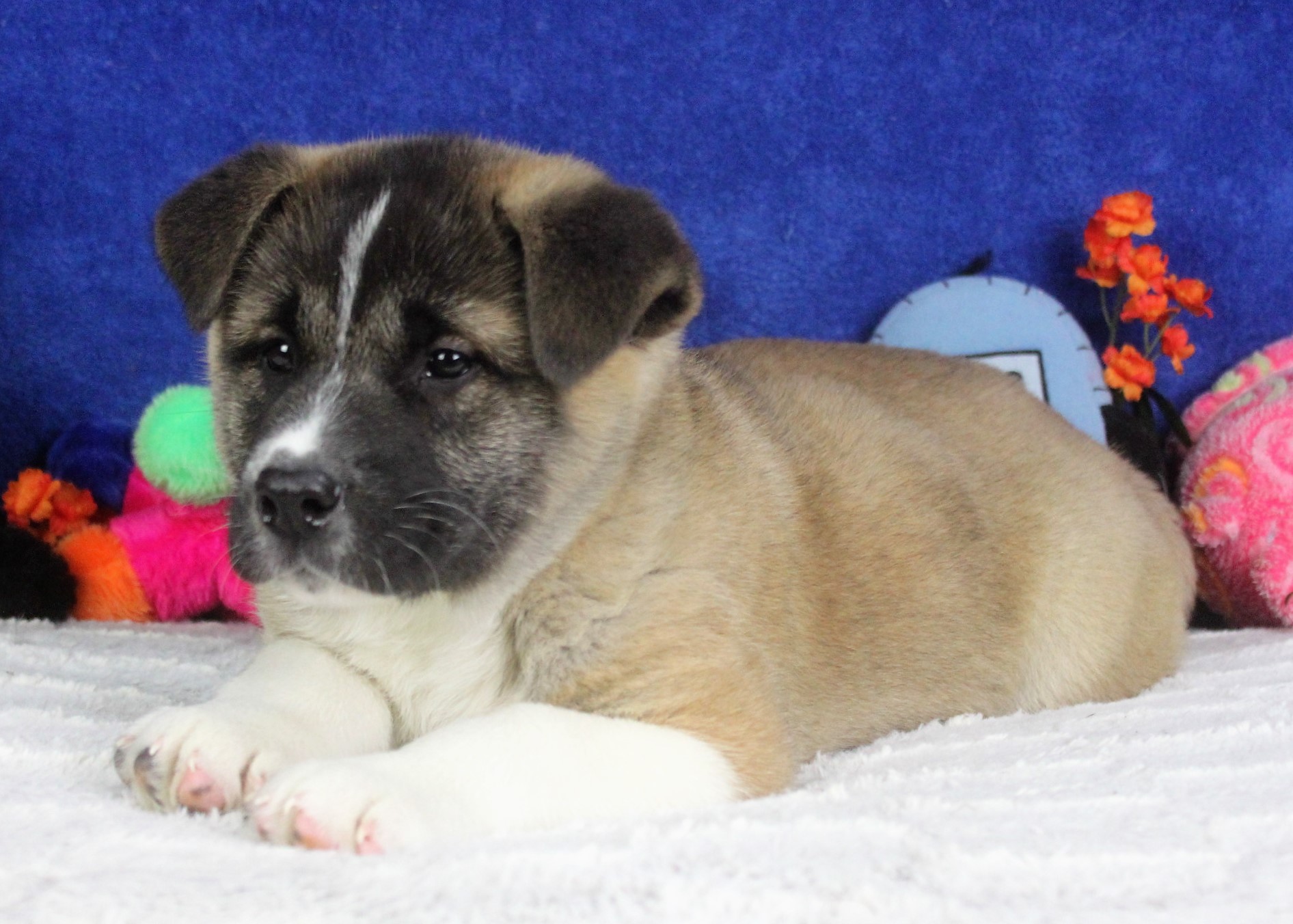 Akita Puppies For Sale - Long Island Puppies