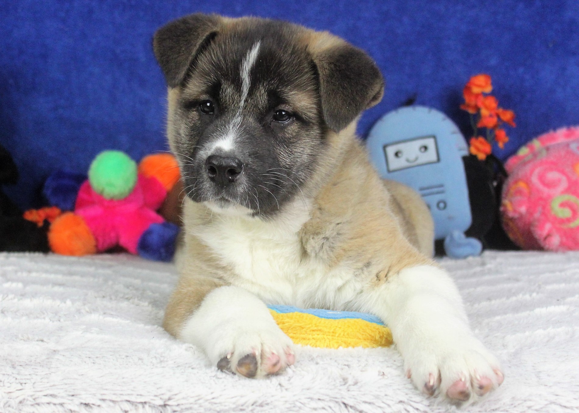 akita lab mix great family pet or loyal guard dog