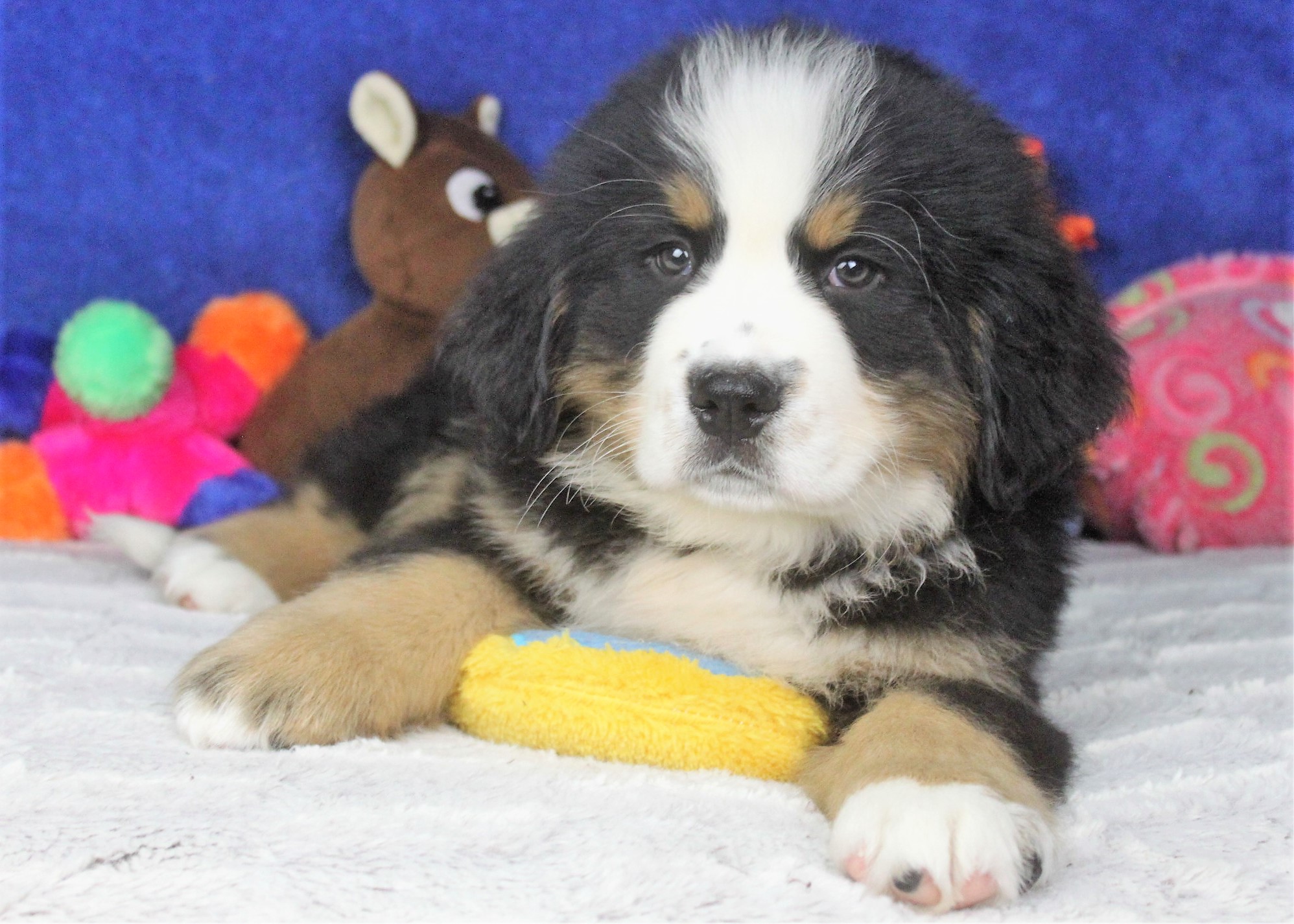 Bernese Mountain Dog Puppies For Sale - Long Island Puppies