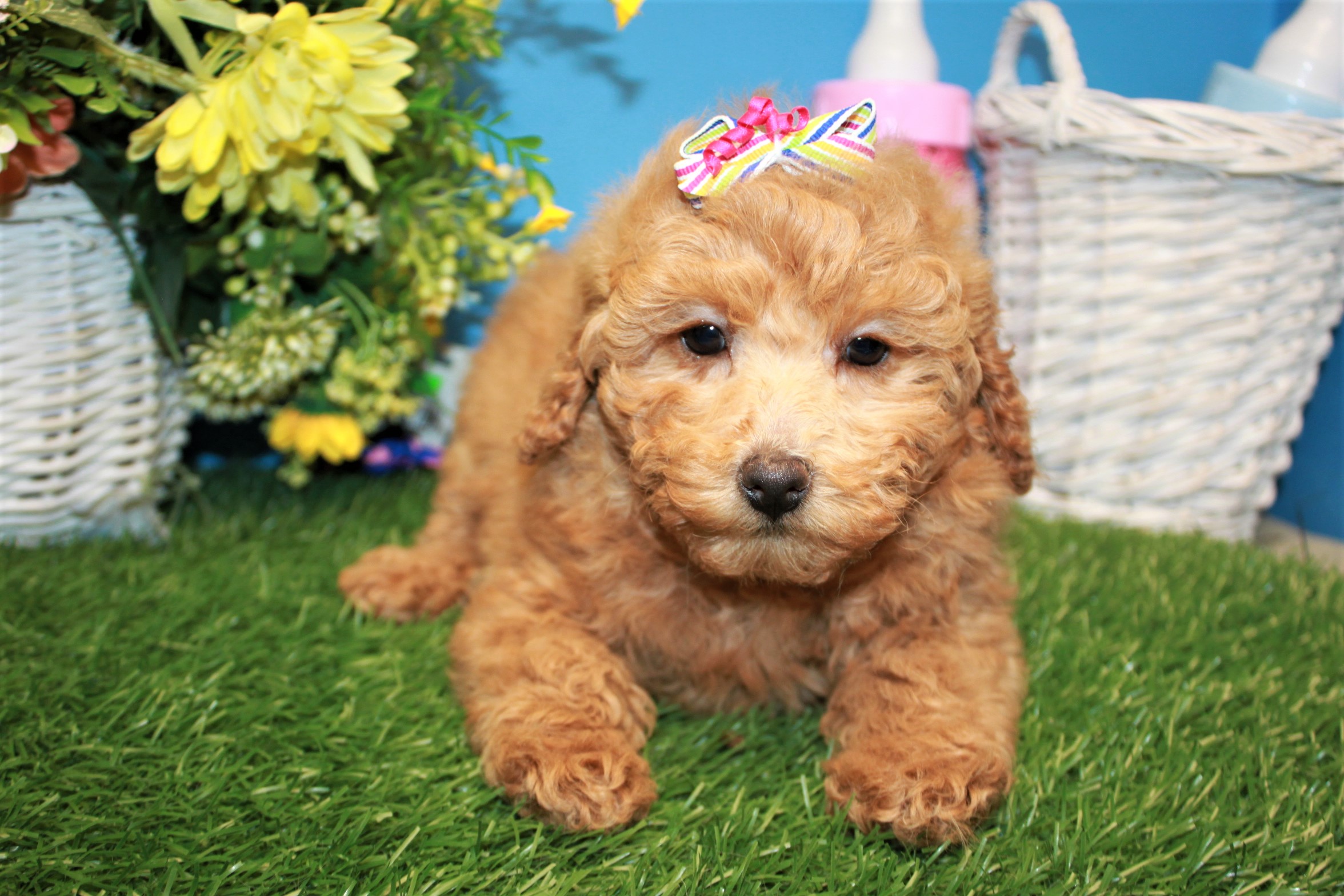 toy poodles for sale long island