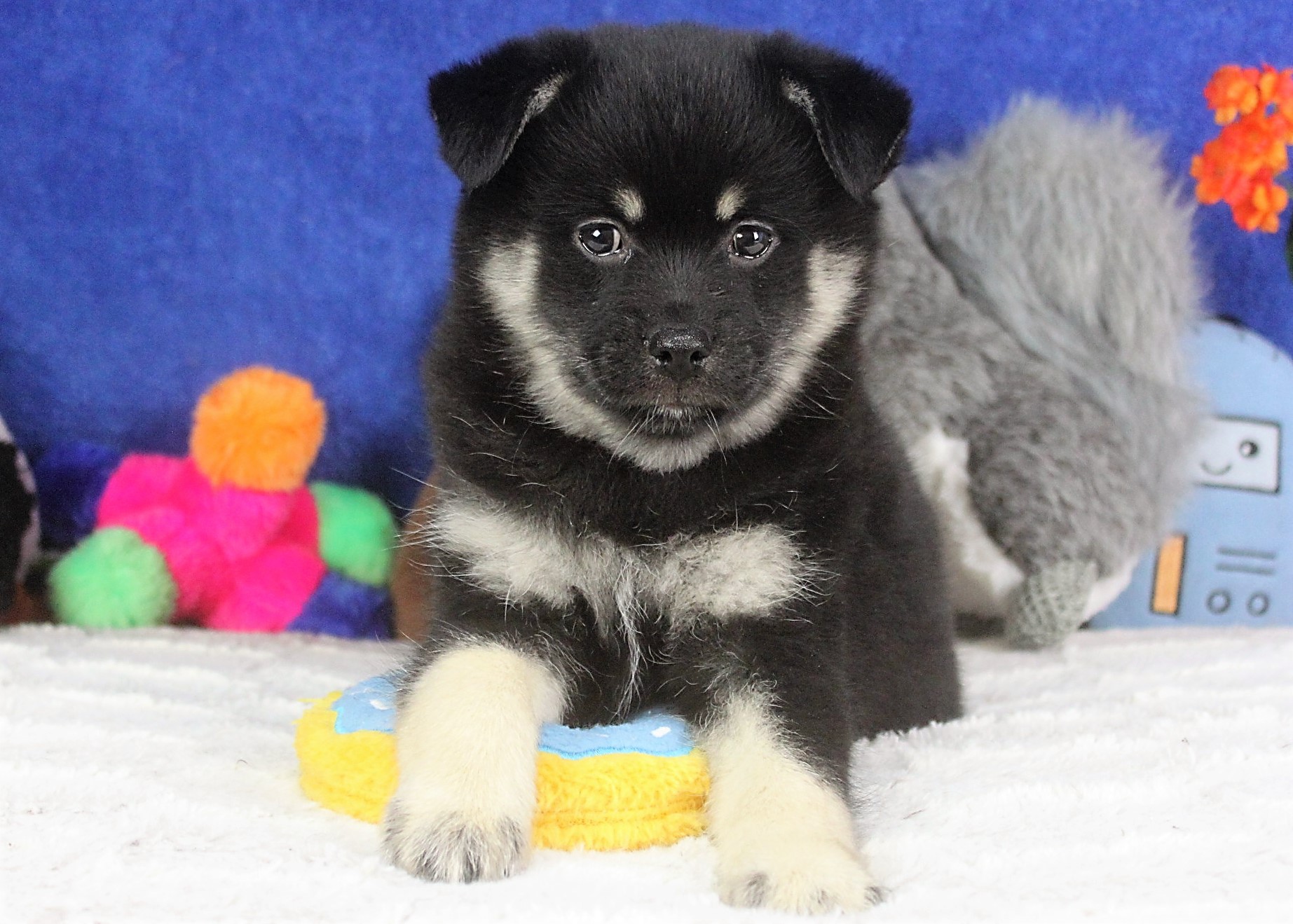 Hicksville - Available Puppies - Long Island Puppies