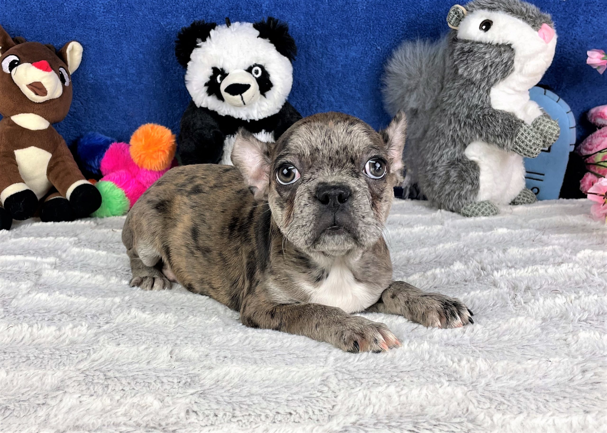 Frenchton Puppies For Sale - Long Island Puppies