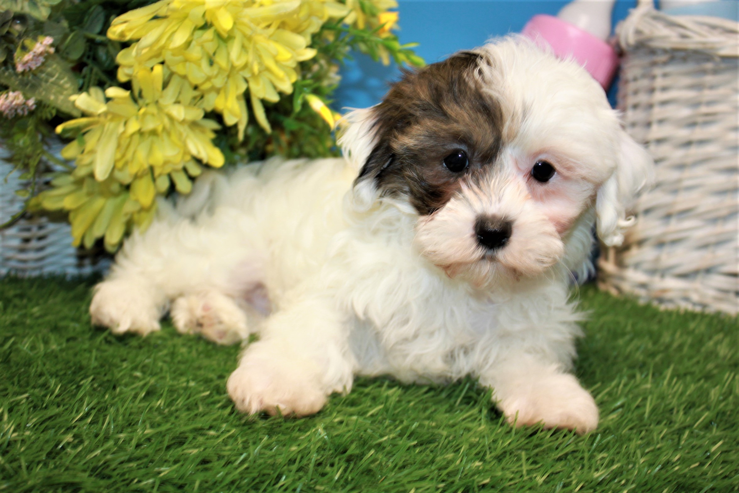 Daisy Dog Puppies For Sale - Long Island Puppies