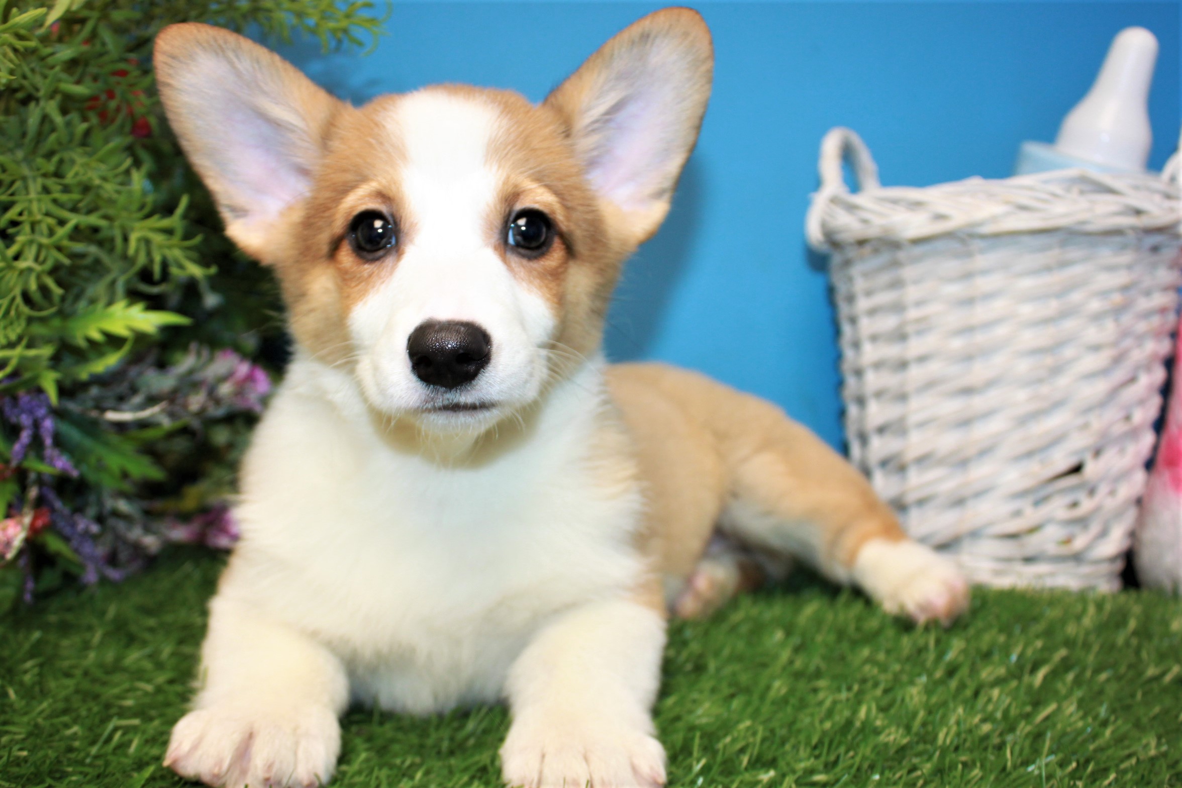 Pembroke Welsh Corgi Puppies For Sale - Long Island Puppies