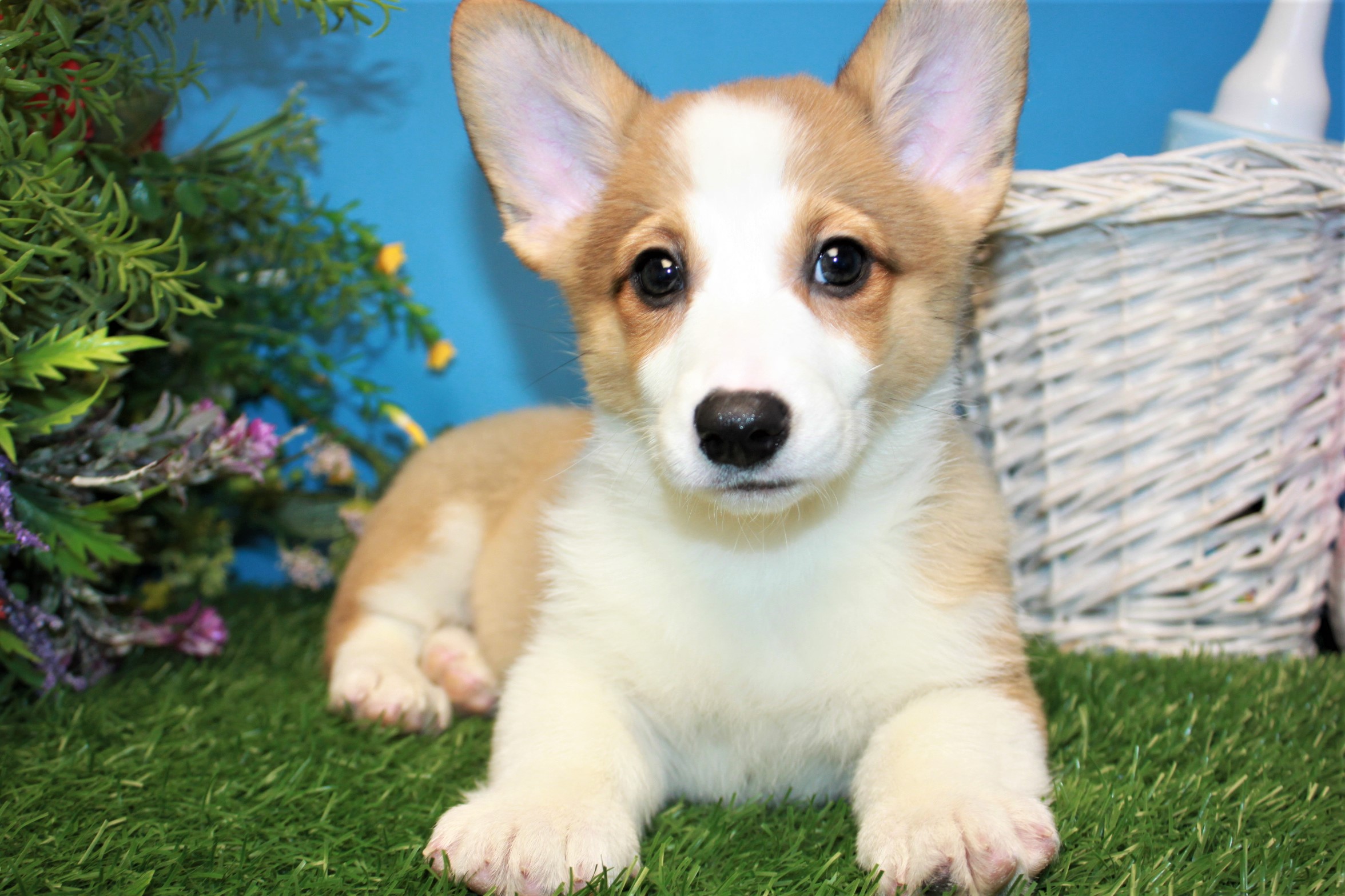 Pembroke Welsh Corgi Puppies For Sale - Long Island Puppies