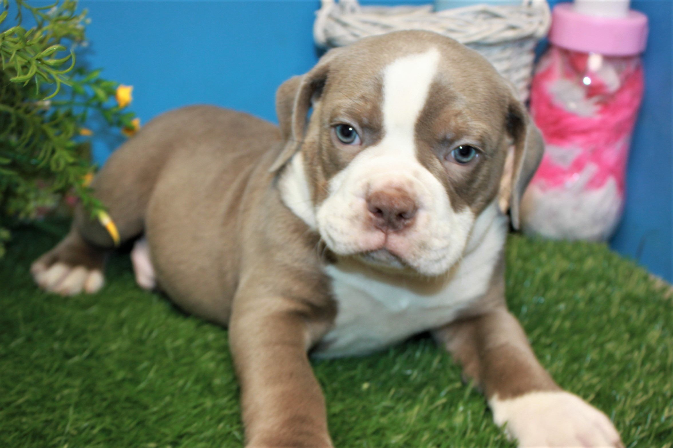 Lynbrook - Available Puppies - Long Island Puppies