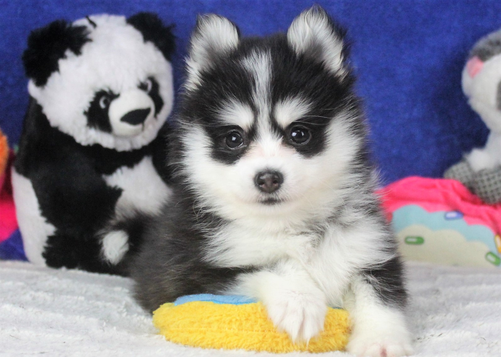 how much is a pomsky for sale