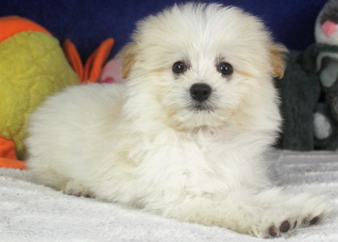 Hicksville - Available Puppies - Long Island Puppies