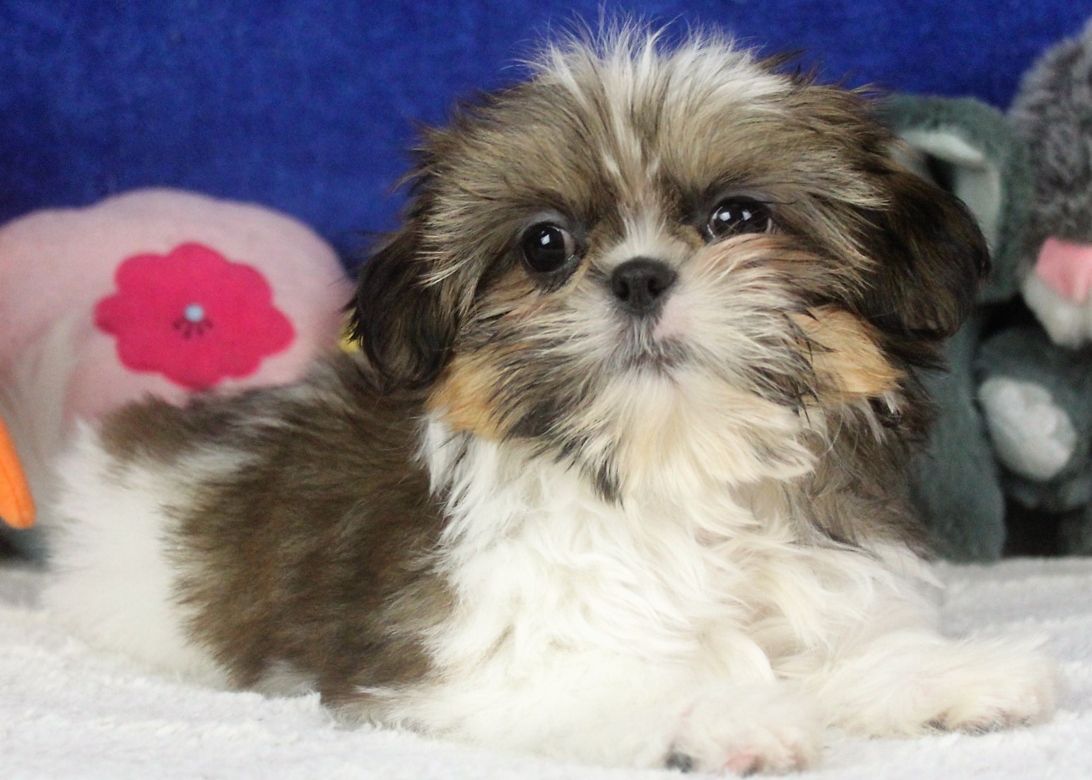 Shih-Tzu Puppies For Sale - Long Island Puppies