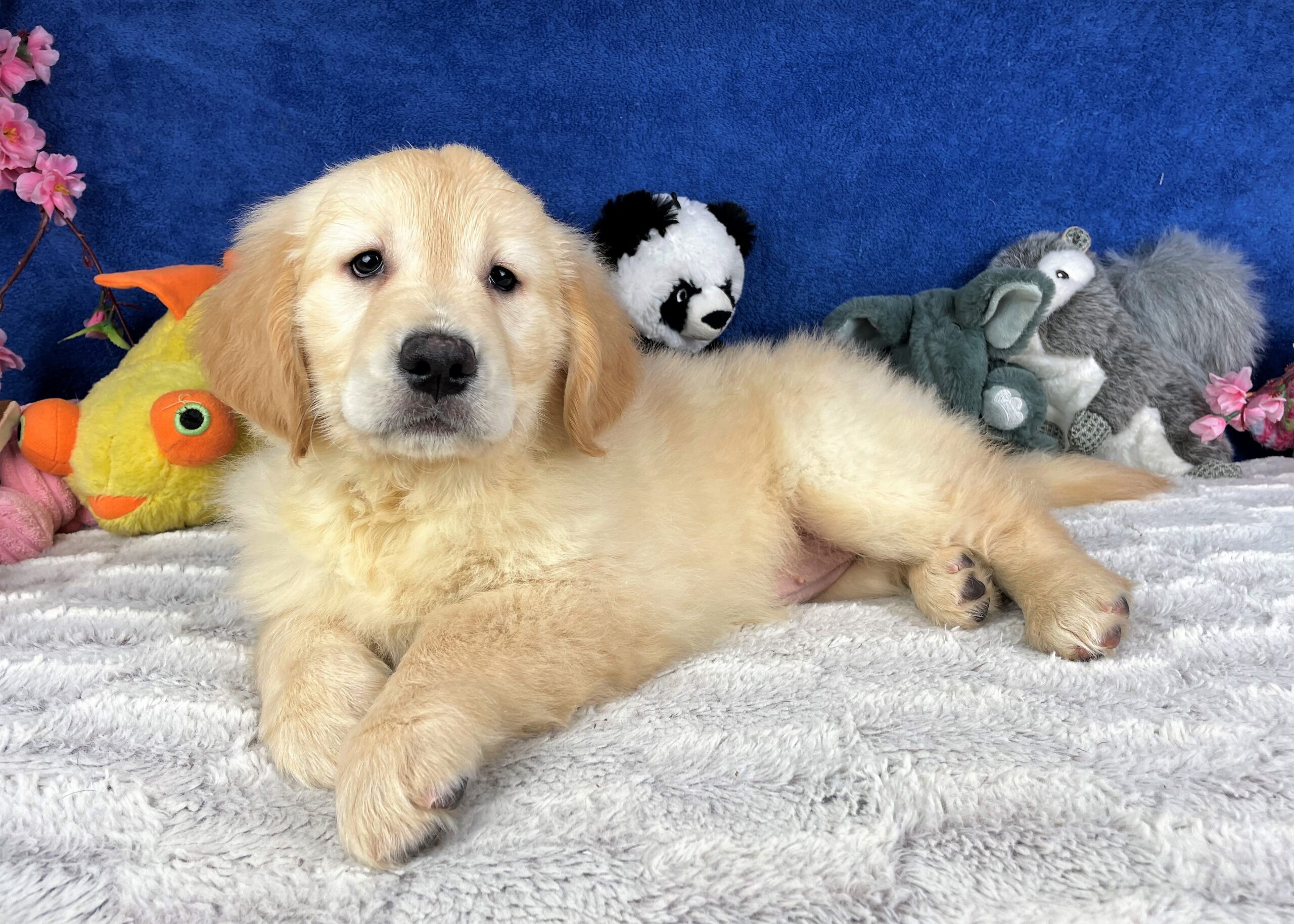 Golden Retriever Puppies For Sale - Long Island Puppies