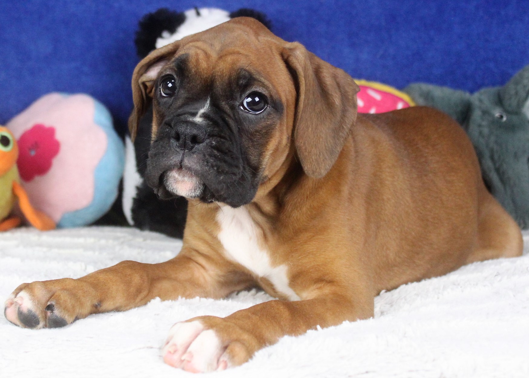 Boxer Puppies For Sale - Long Island Puppies