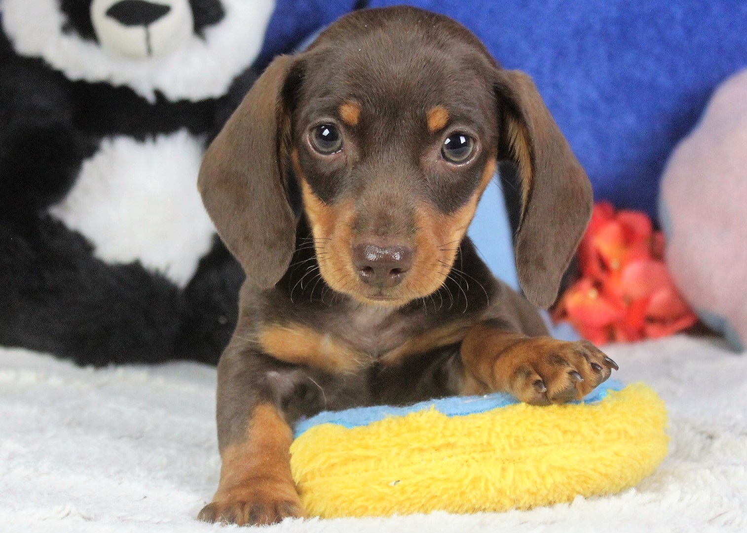 Hicksville - Available Puppies - Long Island Puppies