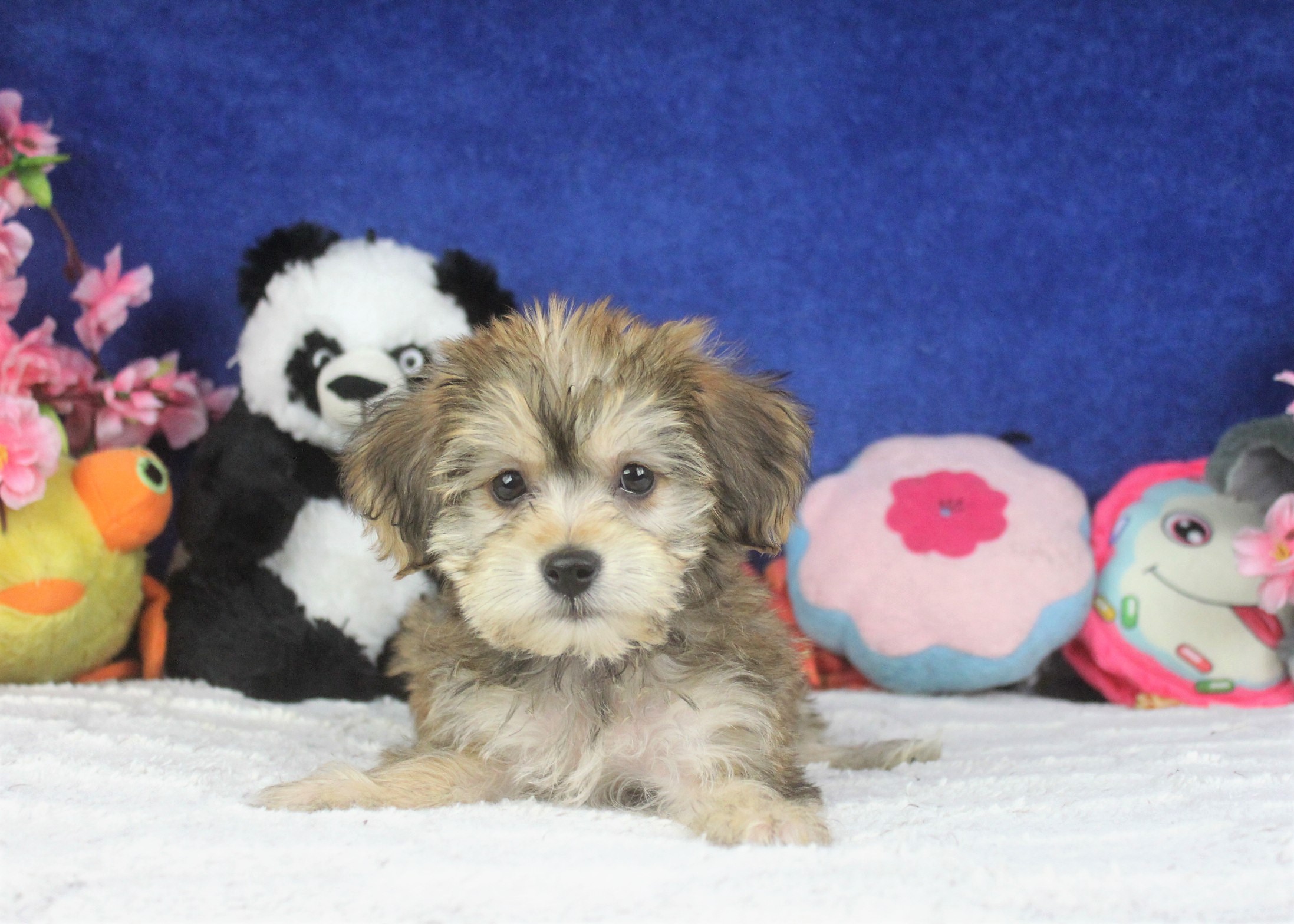 Yorkie Poo Puppies For Sale Long Island Puppies 2065