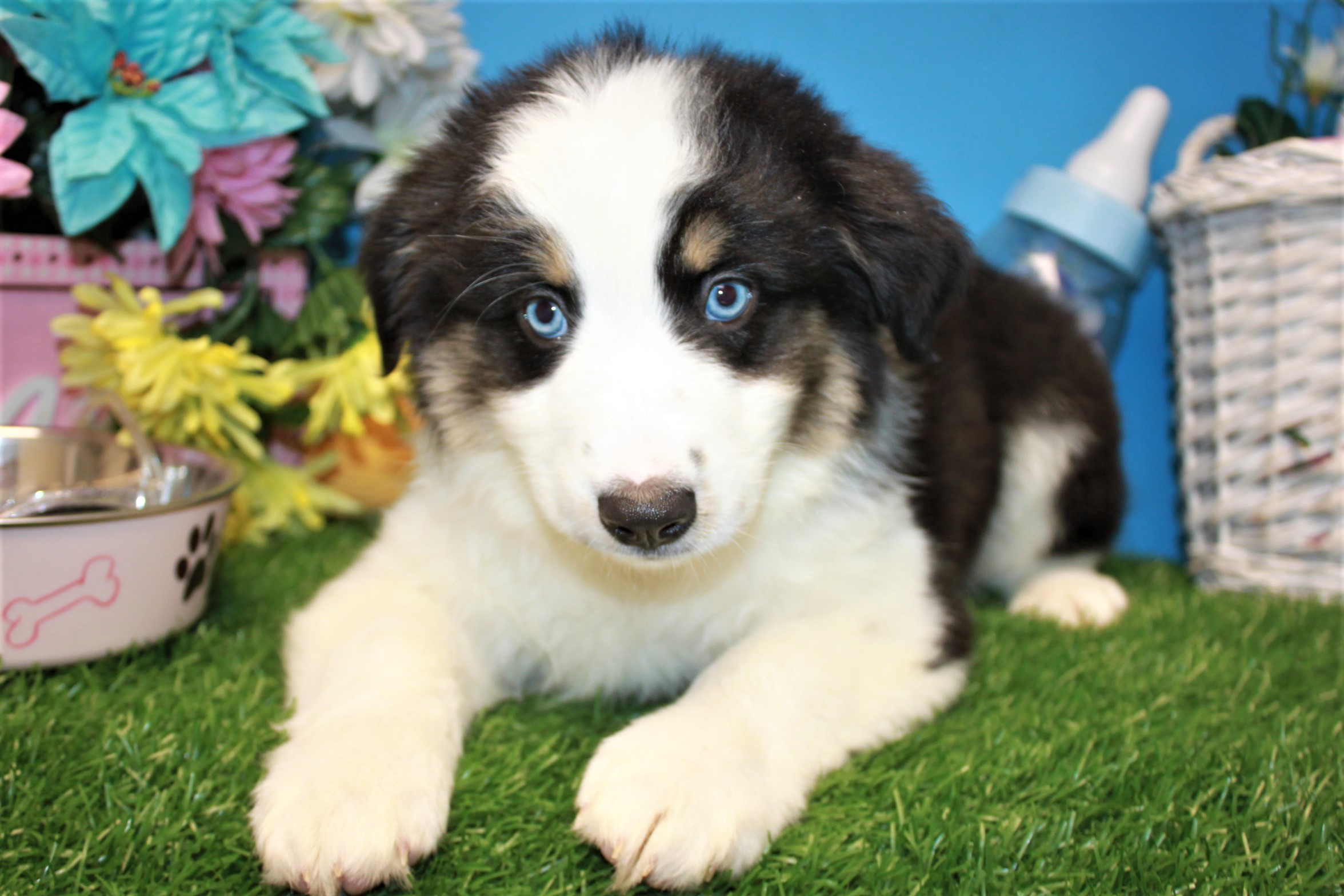 Lynbrook - Available Puppies - Long Island Puppies