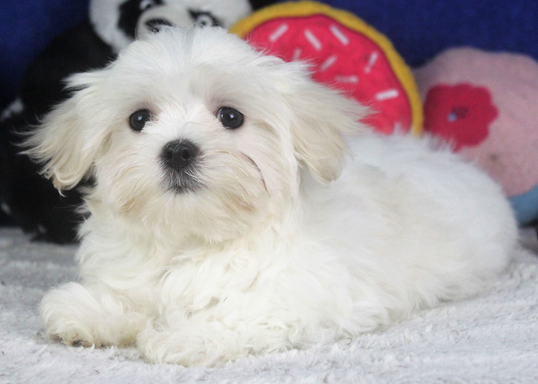 Maltese Puppies For Sale - Long Island Puppies