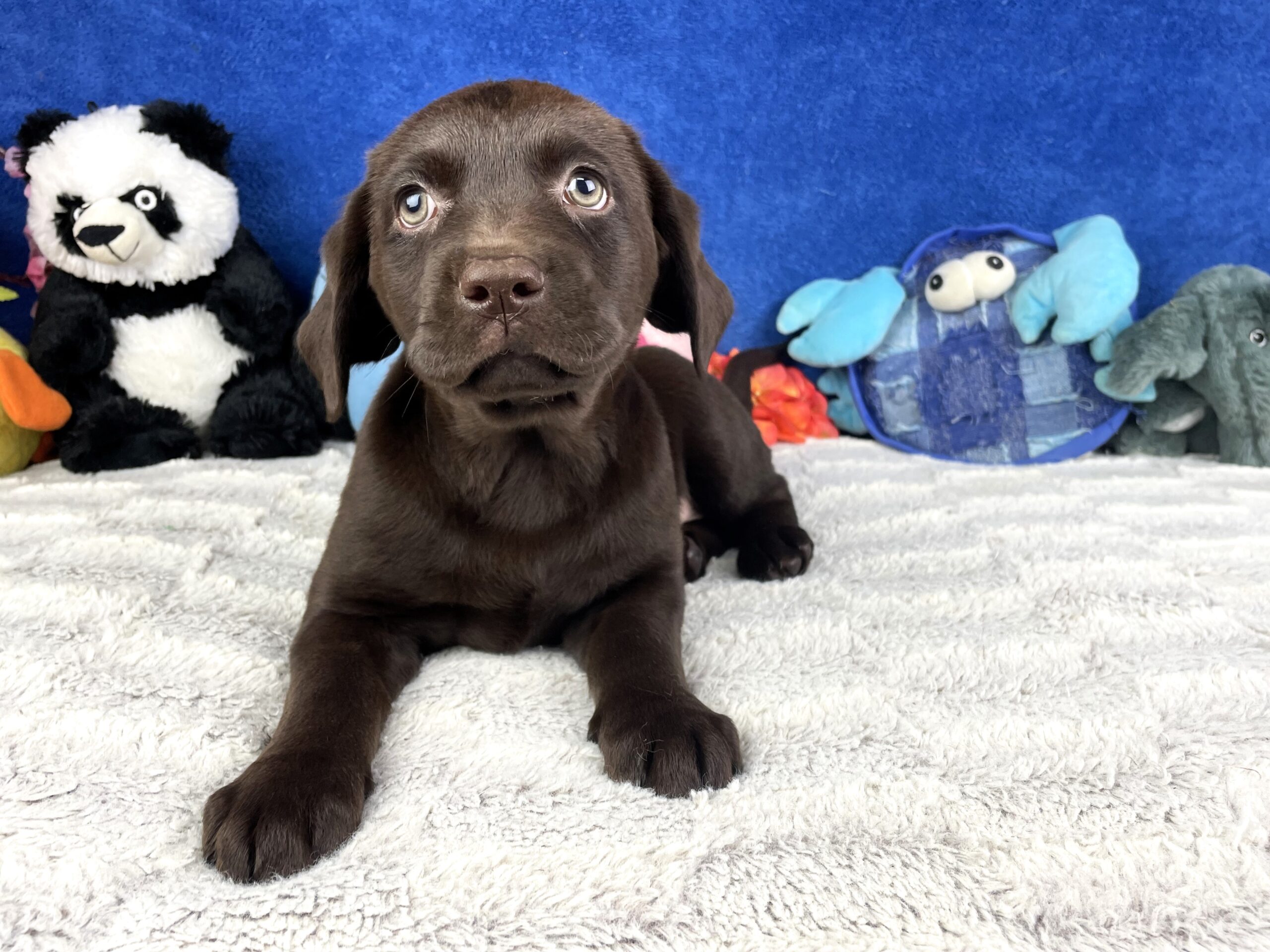 Labrador Retriever Puppies For Sale - Long Island Puppies