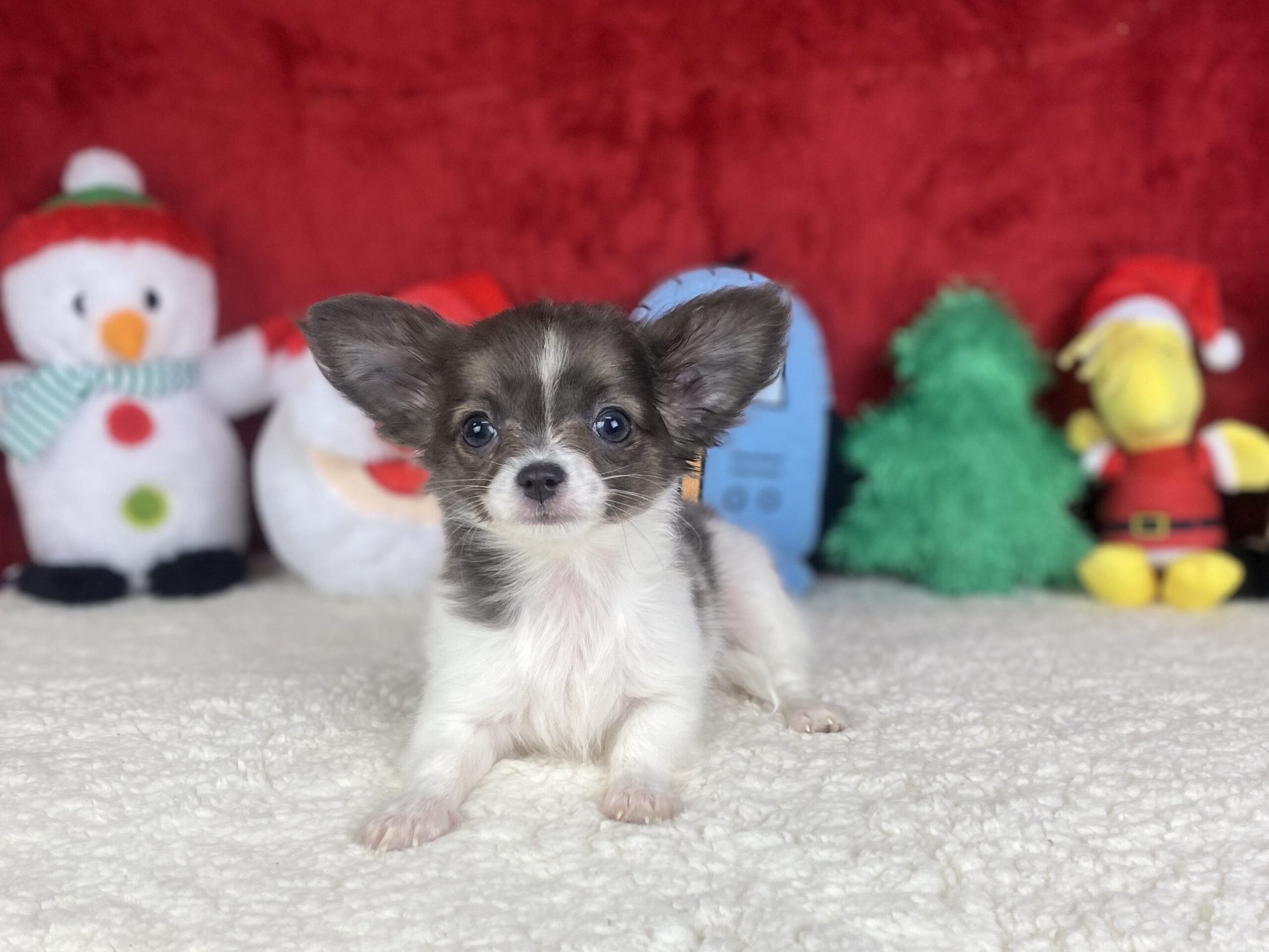 Hicksville - Available Puppies - Long Island Puppies