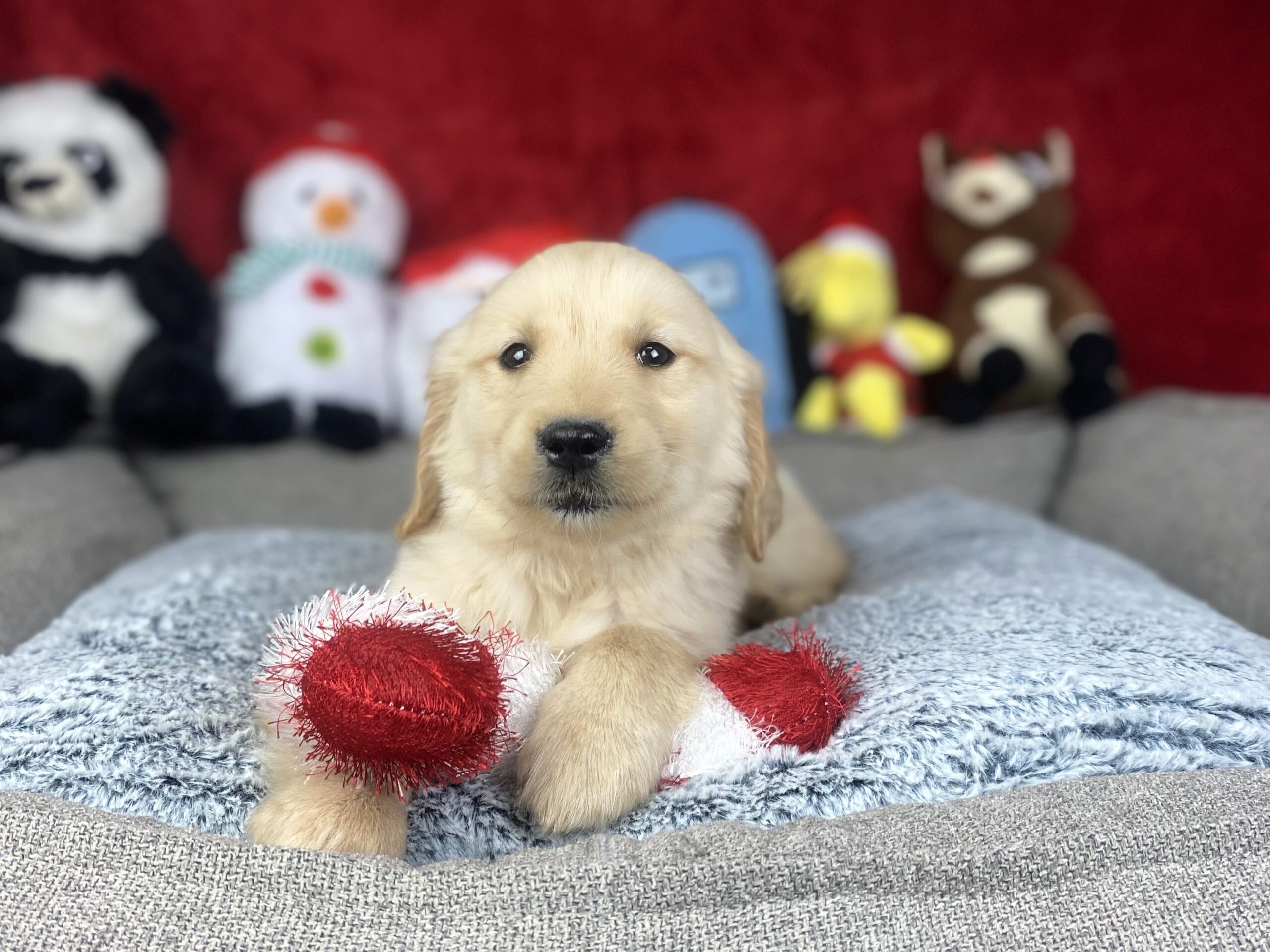 Golden Retriever Puppies For Sale - Long Island Puppies