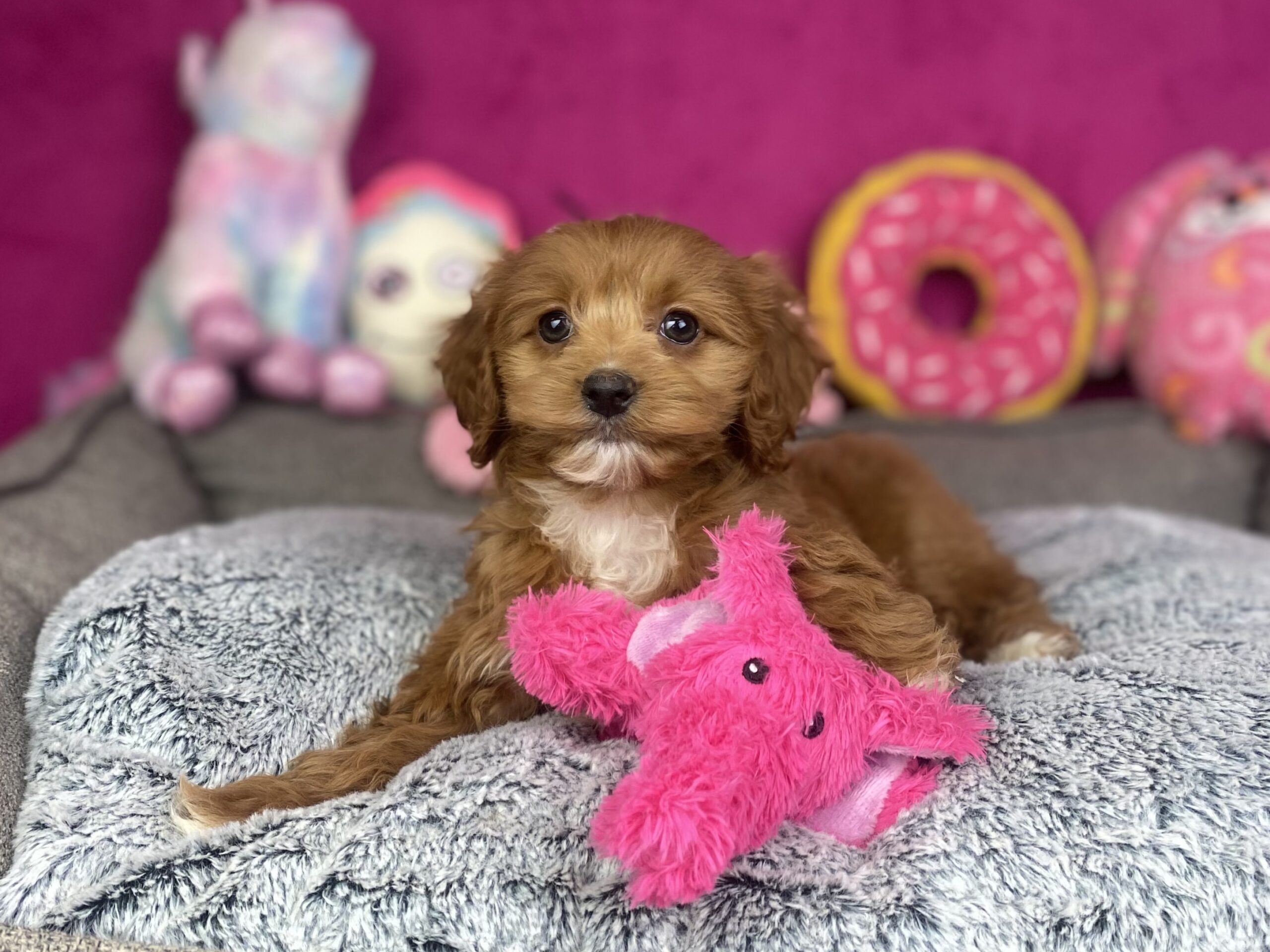 Teddy bear cockapoo 2024 puppies for sale