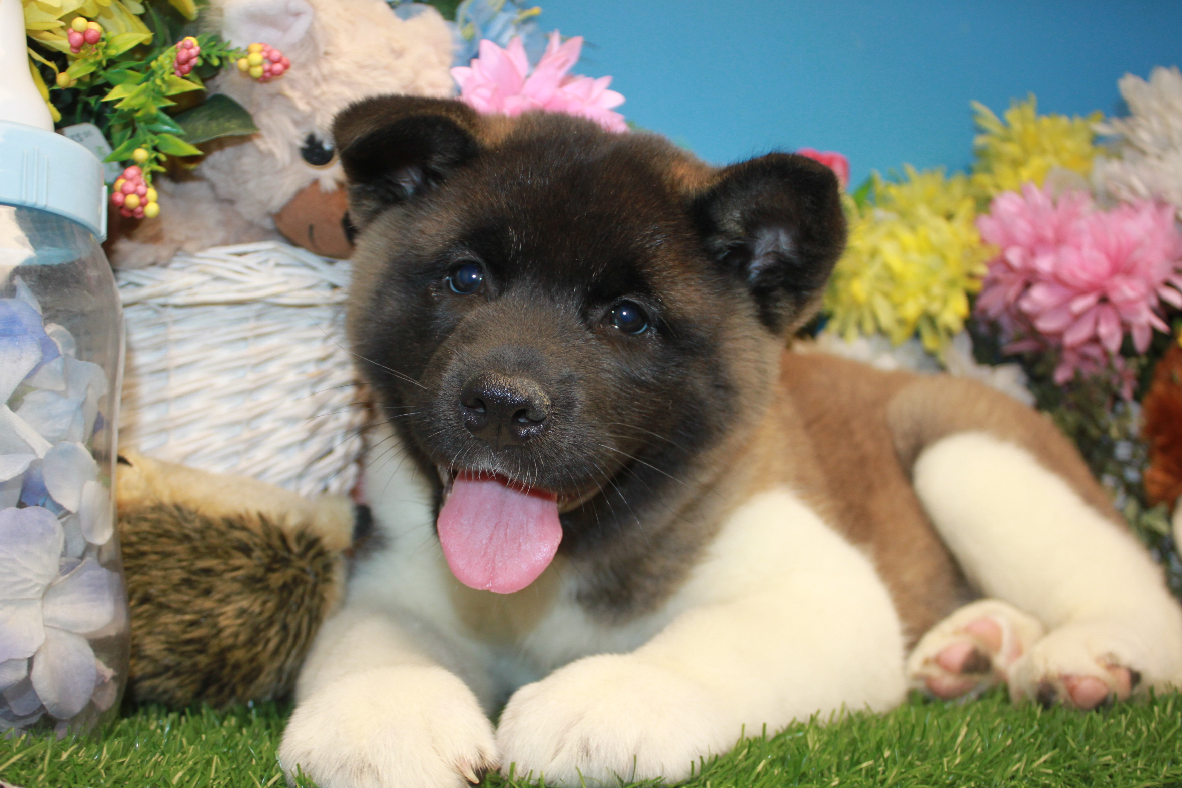 Akita Breeders Long Island For Sale Near Me Akita Breeders What Are They Like