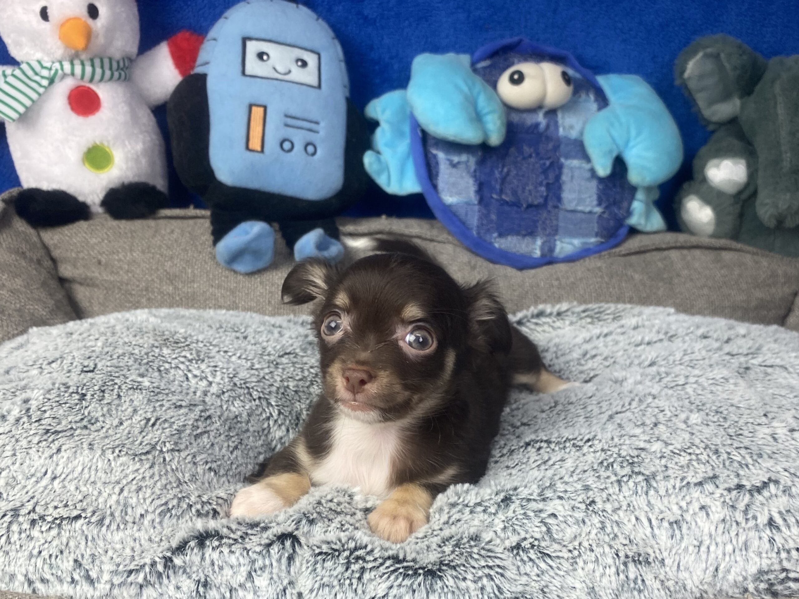 Chihuahua Puppies For Sale Long Island Puppies