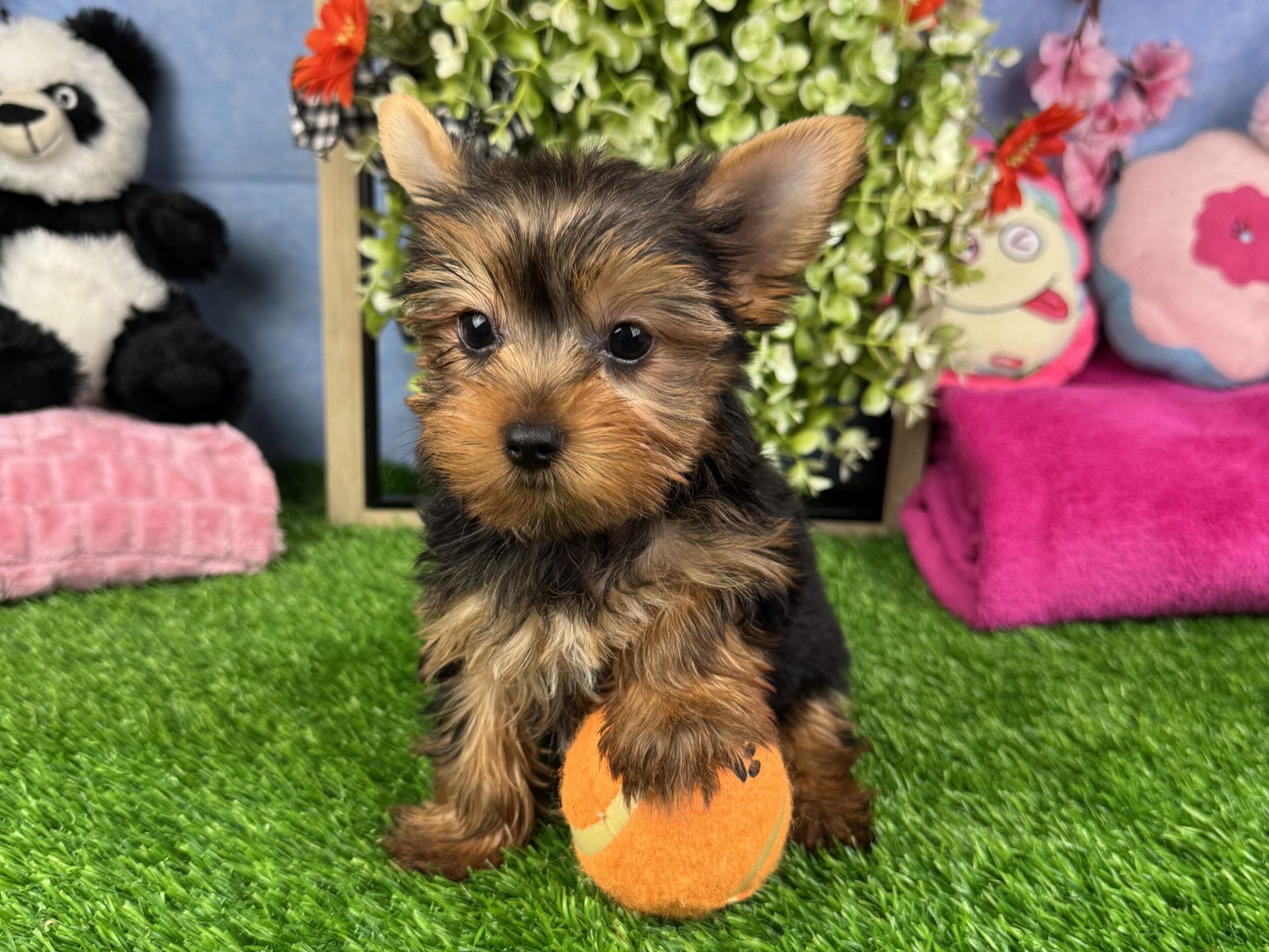 Teacup Yorkshire Terrier puppies for sale