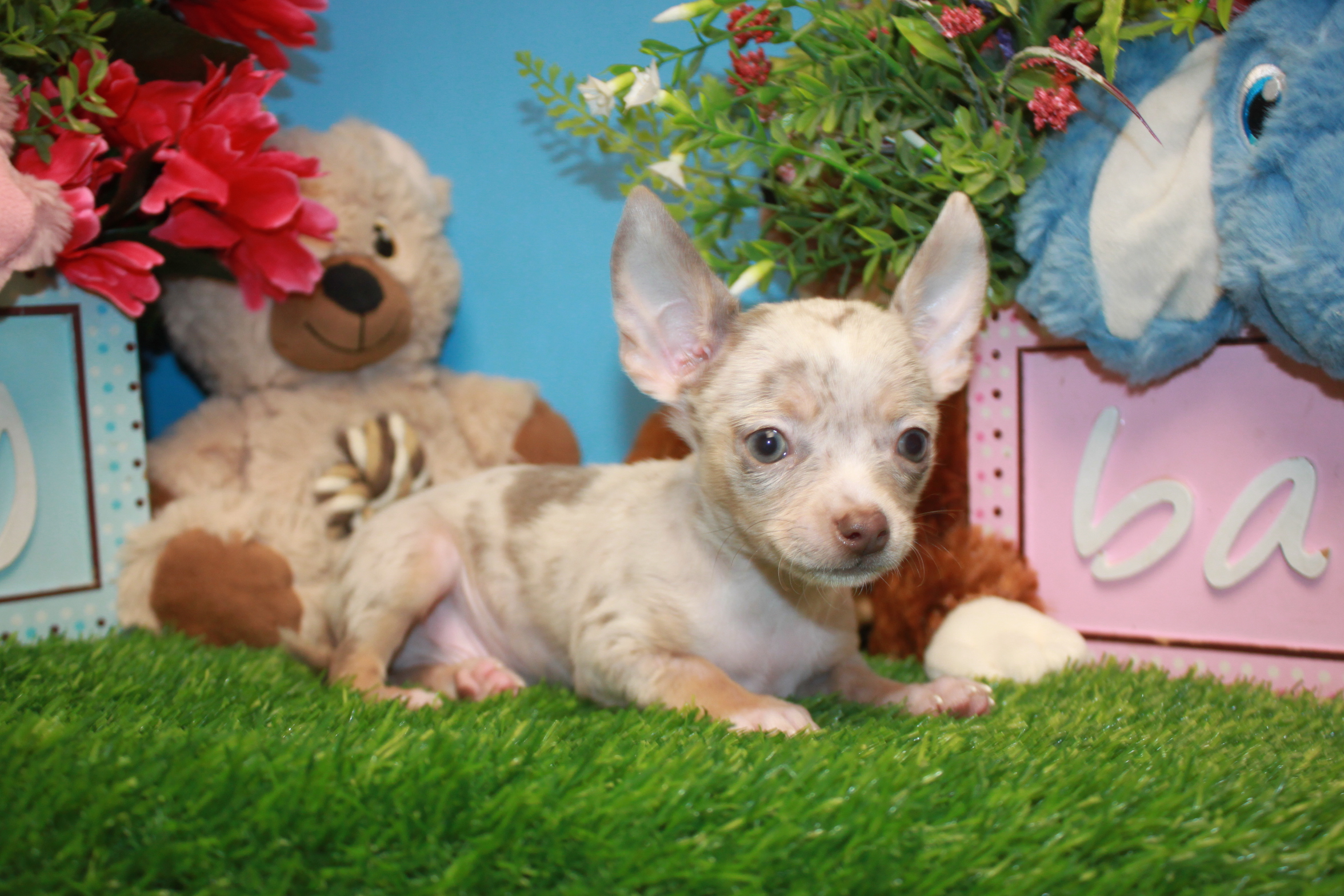 Merle chihuahua puppies for sale best sale