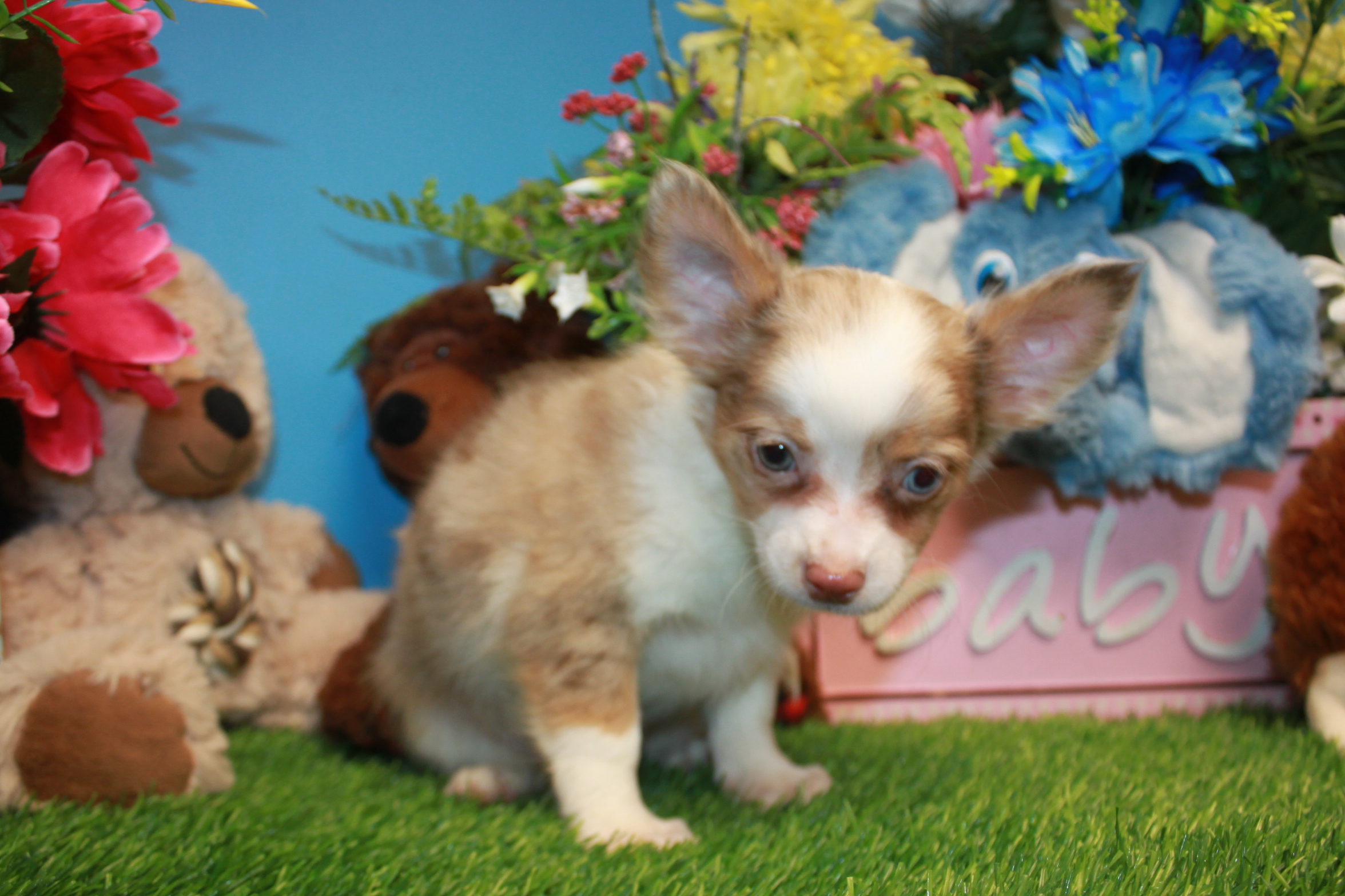 puppies_thumbnail